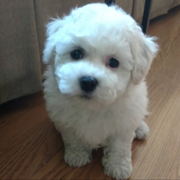 Meet your Posher, Ann - Picture 1 of 1